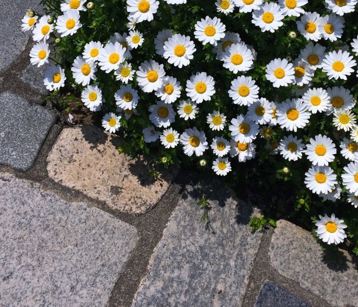 Ist Gartenbau Soka Bau pflichtig?